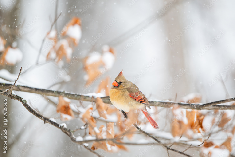 Female northern cardinal perched in a tree during snow storm