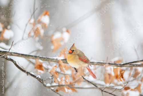 Obraz na płótnie Female northern cardinal perched in a tree during snow storm w salonie