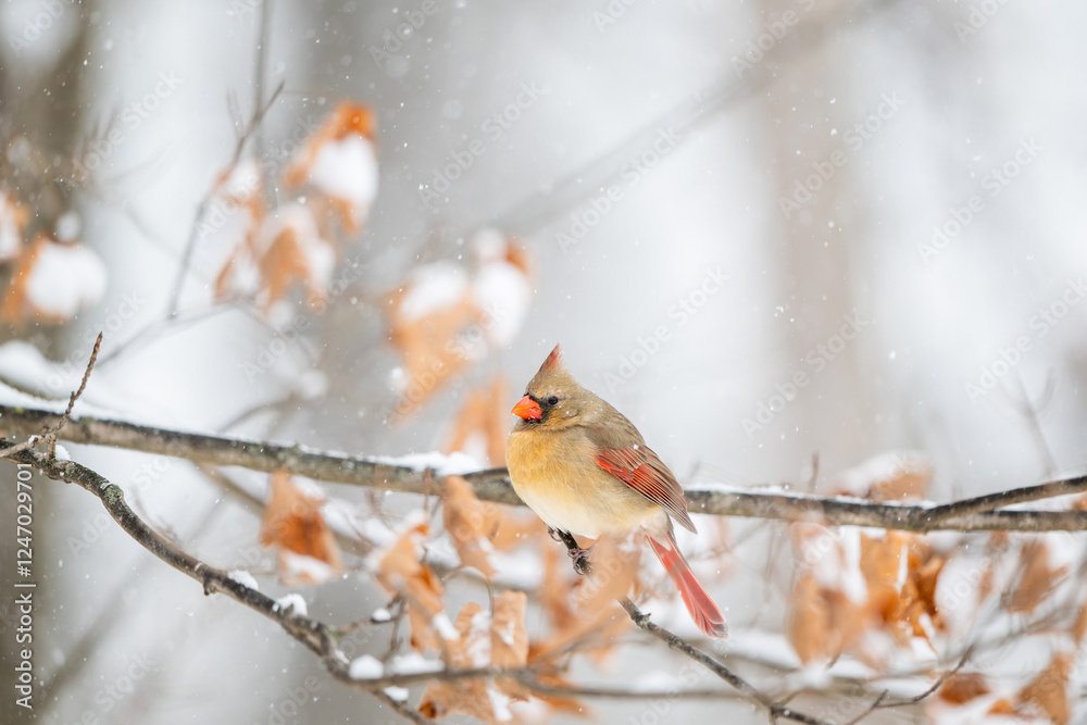 Female northern cardinal perched in a tree during snow storm