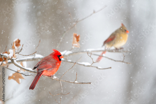 Obraz na płótnie Male cardinal perched on branch with female in the background w salonie
