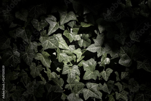 Dark green ivy leaves illuminated by a spotlight.