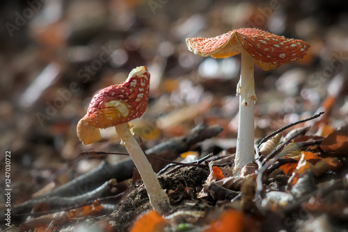 Two vibrant fly agaric mushrooms stand in a sun-dappled forest.