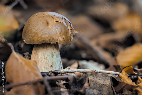A wild porcini mushroom nestled amongst fallen leaves.