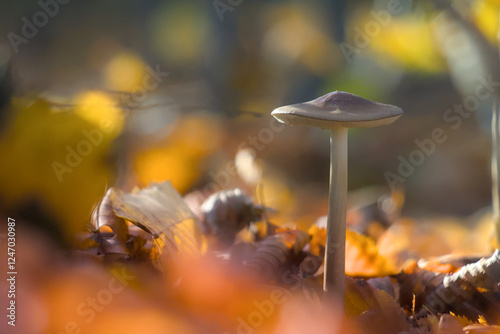 A delicate mushroom emerges from a carpet of autumn leaves.