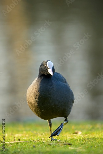 Coot