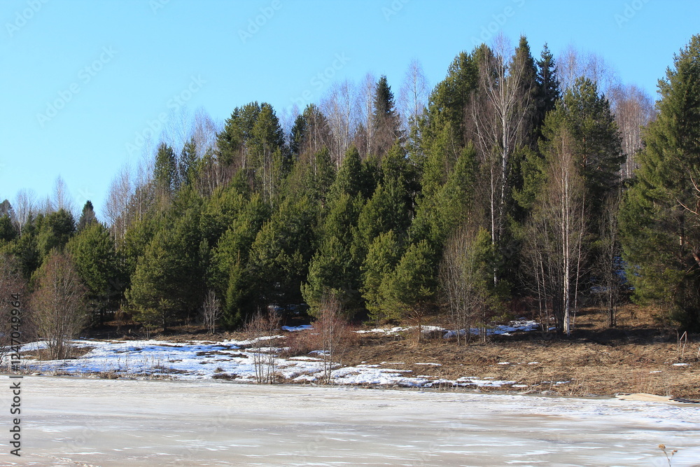 coniferous forest on the shore of a frozen lake in early spring coniferous forest on the shore of a frozen lake in early spring