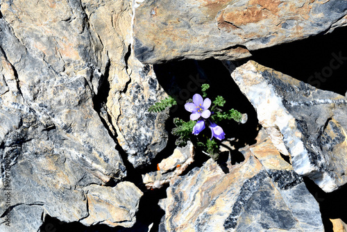 Sky Pilot (Polemonium viscosum) blooms at 11,000' on the high reaches of Bunker Hill in the Toiyable Range of Nevada.
 photo