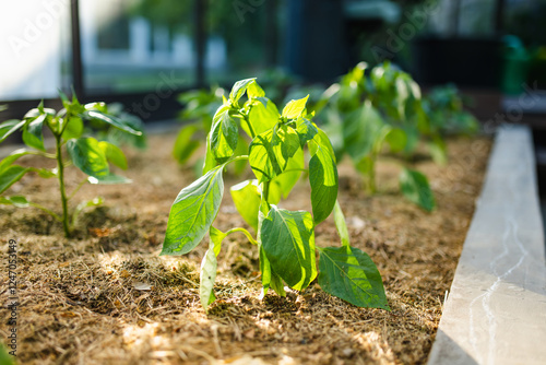 Cultivating bell peppers in a greenhouse on summer day. Growing own fruits and vegetables in a homestead. photo