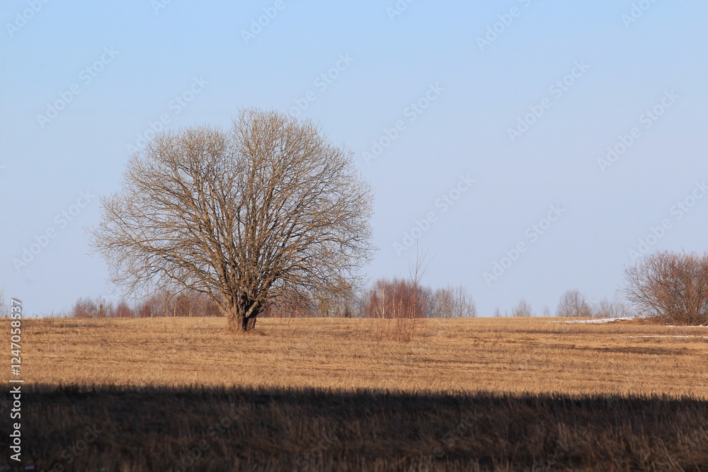fields thawed from snow in early spring