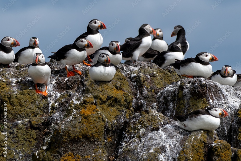 Fototapeta premium Group Of Seabird Species Atlantic Puffin (Fratercula arctica) On The Isle Of May In The Firth Of Forth Near Anstruther In Scotland