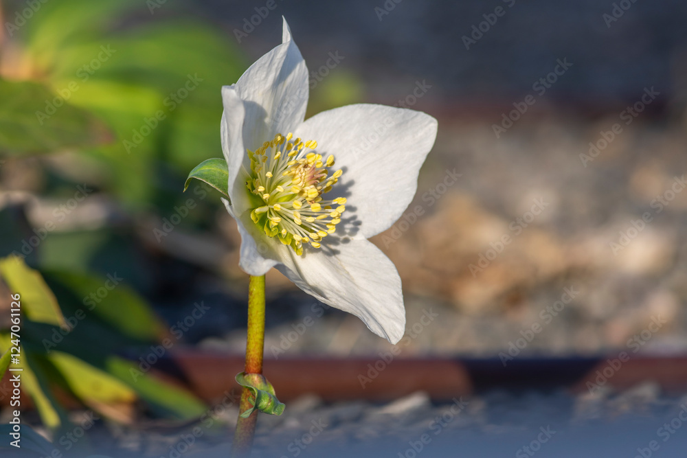 Helleborus niger black hellebore white pink early winter flowering plant, amazing mountain flowers in bloom