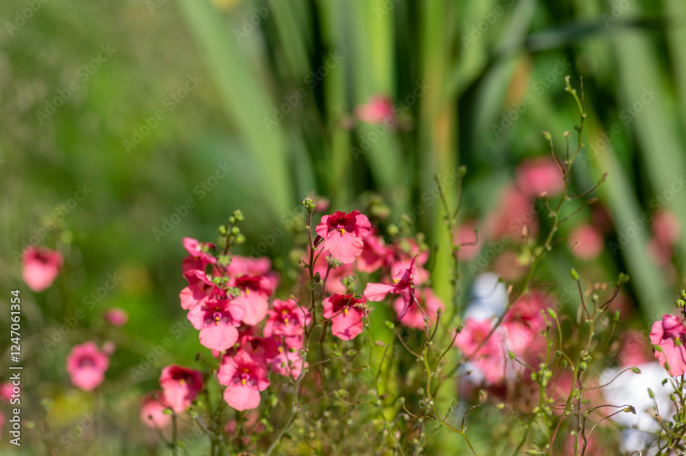 Diascia fetcaniensis pink purple flowering twinspur plant, group of small flowers in bloom, green leaves Diascia fetcaniensis pink purple flowering twinspur plant, group of small flowers in bloom, green leaves