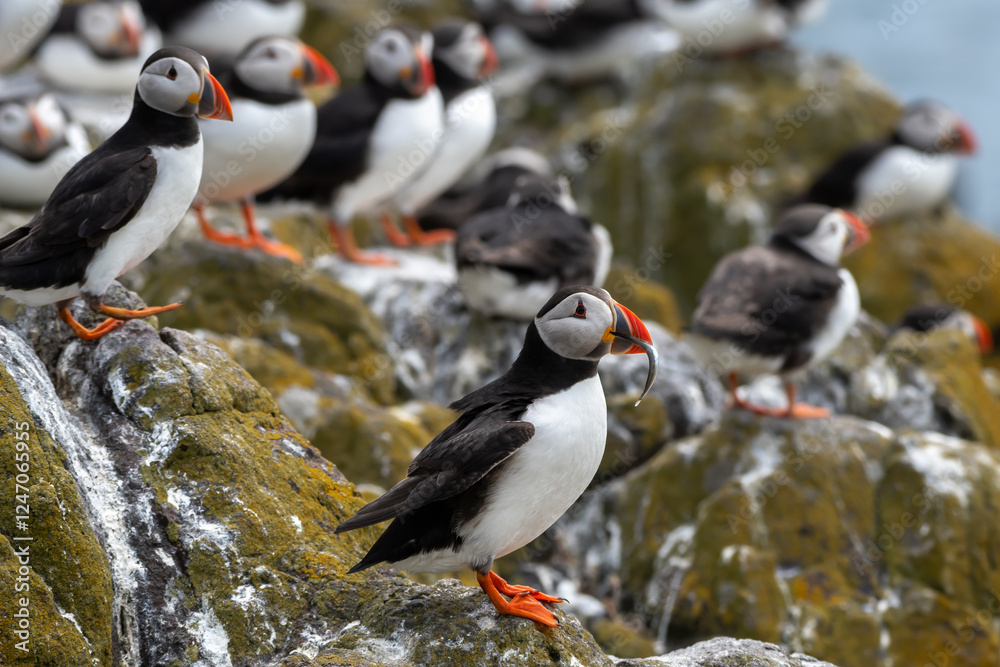 Fototapeta premium Group Of Seabird Species Atlantic Puffin (Fratercula arctica) On The Isle Of May In The Firth Of Forth Near Anstruther In Scotland