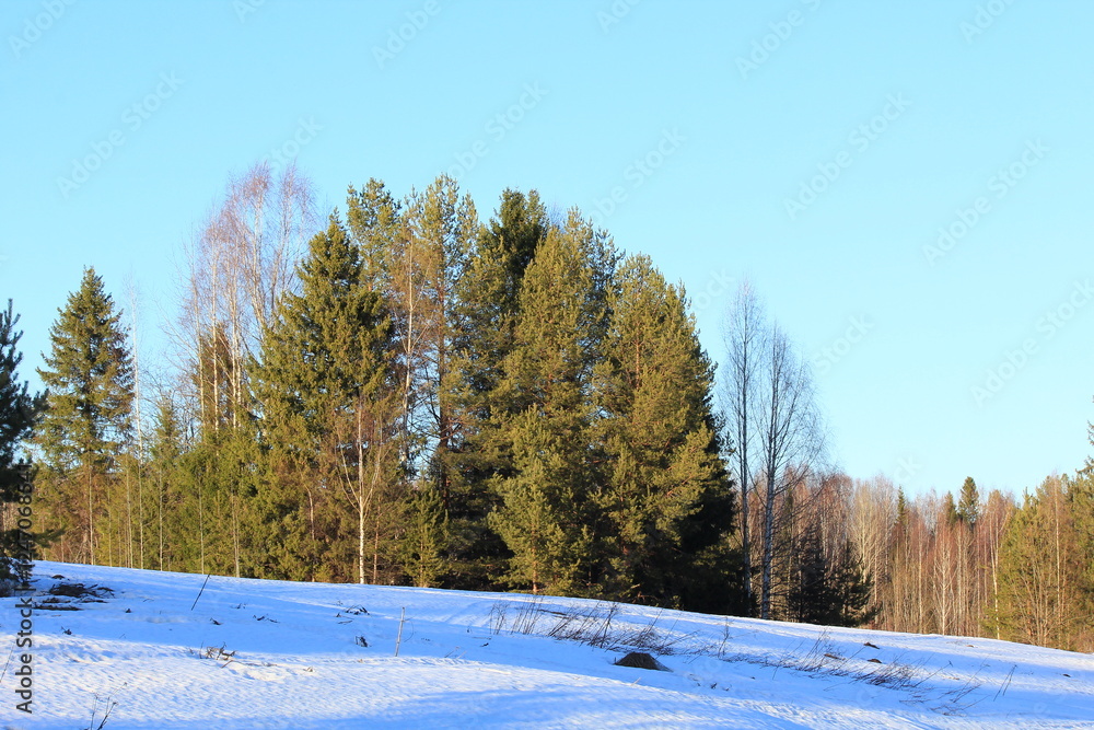 Fototapeta premium forests of north-eastern Europe in early spring on a sunny evening