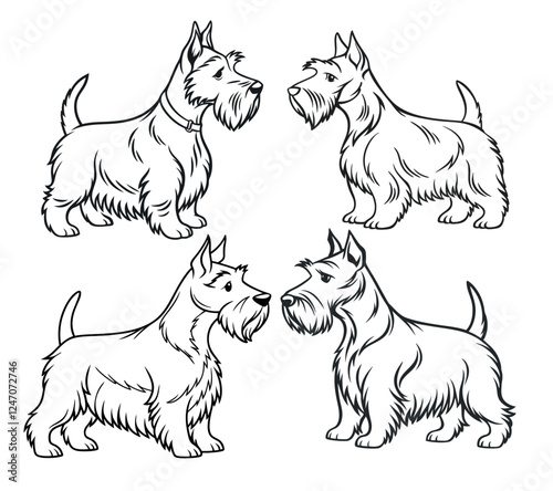 Minimalist, black-and-white line art illustration of a Scottish terrier dog
