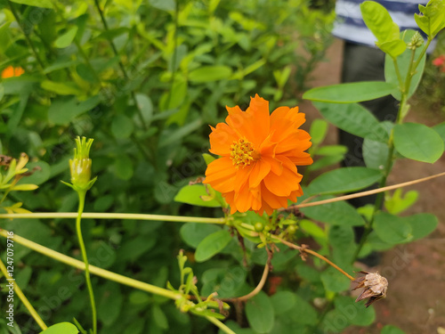 Cosmos sulphureus flower in the garden photo