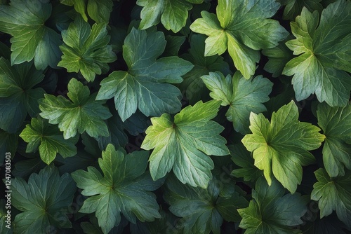 Lush green leaves creating dense foliage in a vibrant natural setting under s...
