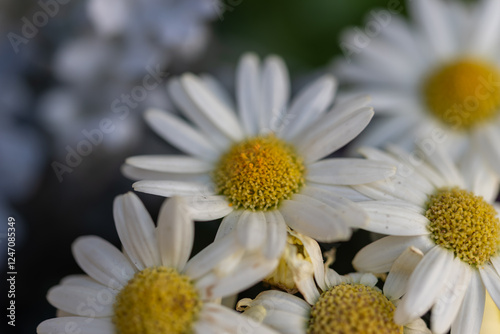 春の花