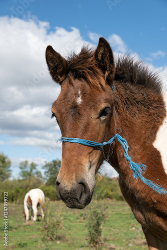 Foal head portrait in countryside, horse in pasture