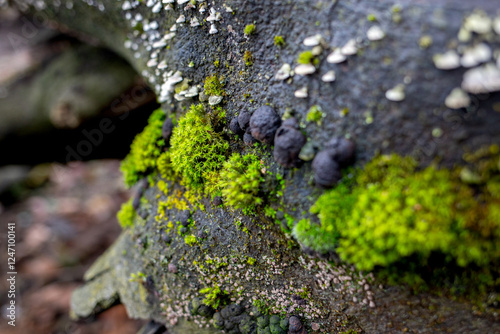 Foto Detailed close-up of fungi growing on a decaying tree trunk