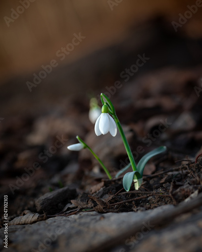 Close-Up of Snowdrop Flower Growing on Forest Ground in Early Spring