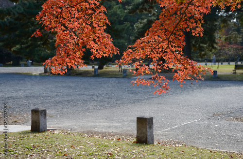 京都御苑　苑内の黄葉　京都市上京区 photo