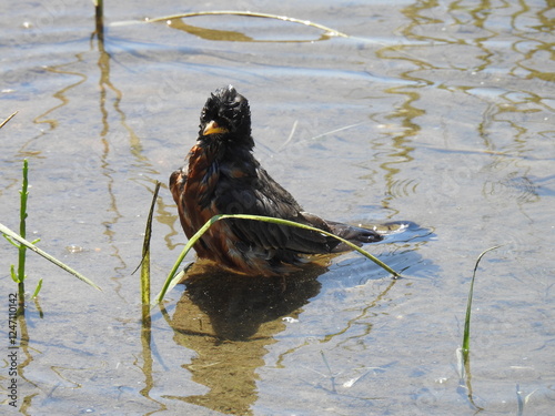 A wet american robin, bathing within the wetland waters of the Sandy Hook, Gateway National Recreation Area, Monmouth County, New Jersey. photo