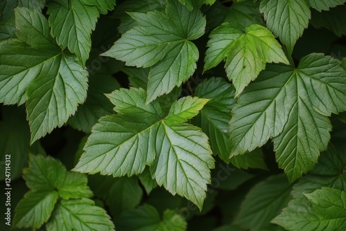 Various green leaves arranged together showcasing different textures and shad...