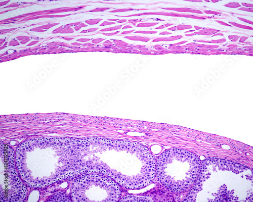 Rabbit testicle. Tunica vaginalis