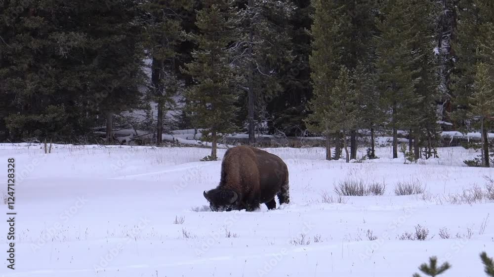 Wild American Buffalo feeding in the snow covered landscape of Yellowstone National Park Wild American Buffalo feeding in the snow covered landscape of Yellowstone National Park