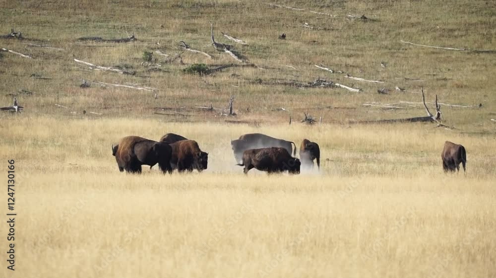 Herd of bison rutting in the open fields of Yellowstone National Park Herd of bison rutting in the open fields of Yellowstone National Park