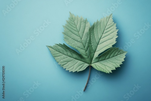 Green leaf with detailed texture placed on a light blue background captured i...