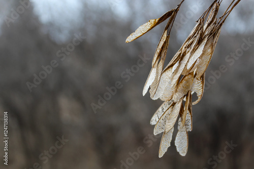 Selective focus tranquil background of dried golden maple tree fruit seeds in the winter air with blurred nature background. space for copy. photo