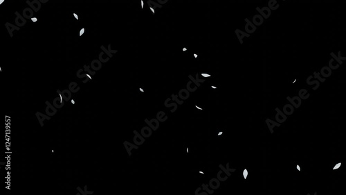 Falling Petals White – 16:9 Transparent | 白い花びらのパーティクルアニメーション　背景透過