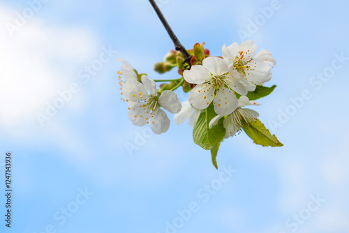 Cherry tree blossom on sky blue background