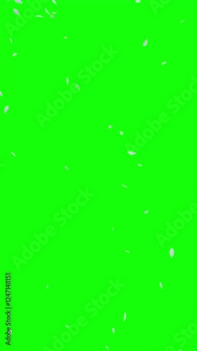 Falling Petals White – 9:16 Green Screen | 白い花びらのパーティクルアニメーション　縦動画　グリーンバック