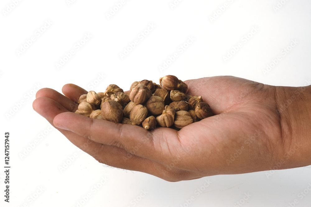 Hand Holding a Generous Portion of Cardamom Isolated on White Background Hand Holding a Generous Portion of Cardamom Isolated on White Background