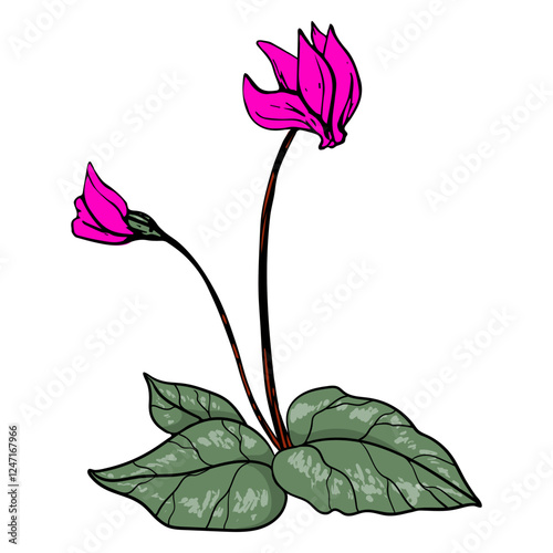Hand Drawn Colorful Spring Flower Cyclamen