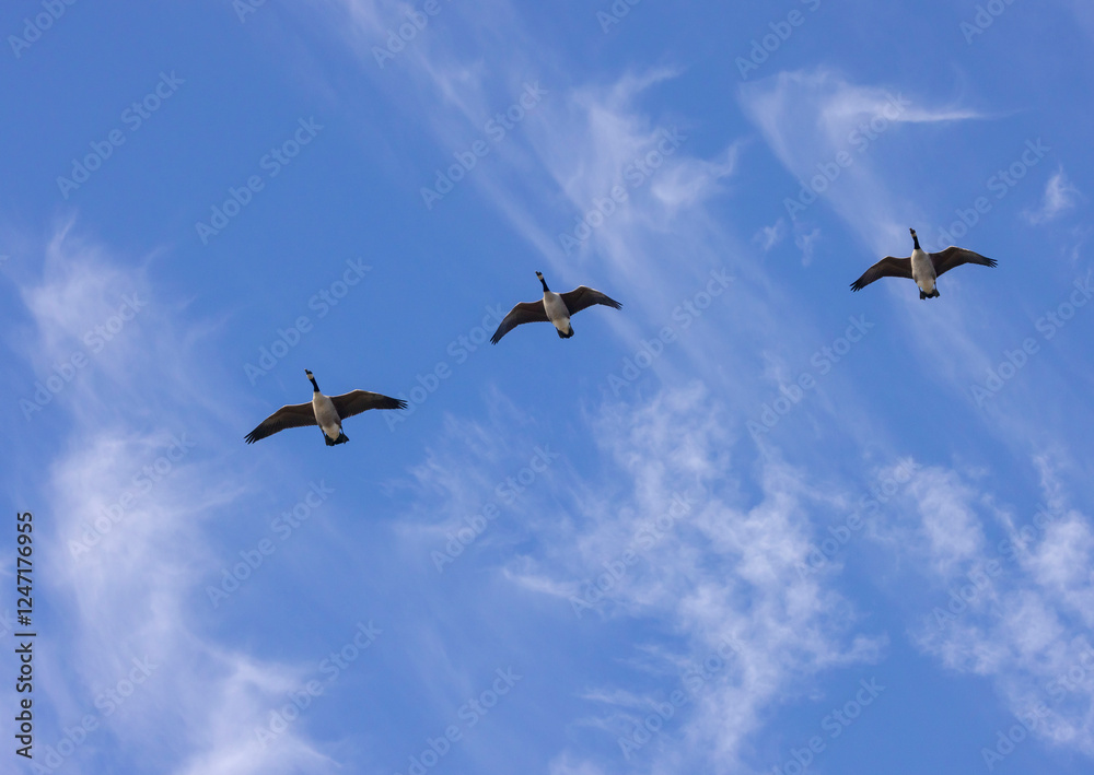 Canada Geese In Flight Canada Geese In Flight