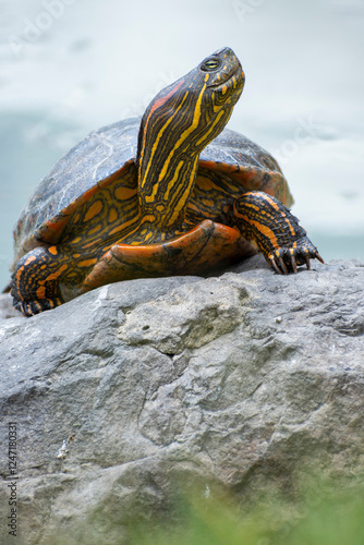 Fototapeta Naklejka Na Ścianę i Meble -  A vibrant painted hicotea turtle perched on a rock near tranquil water, showcasing stunning natural colors and patterns. A serene depiction of wildlife in its habitat, perfect for nature-themed uses.