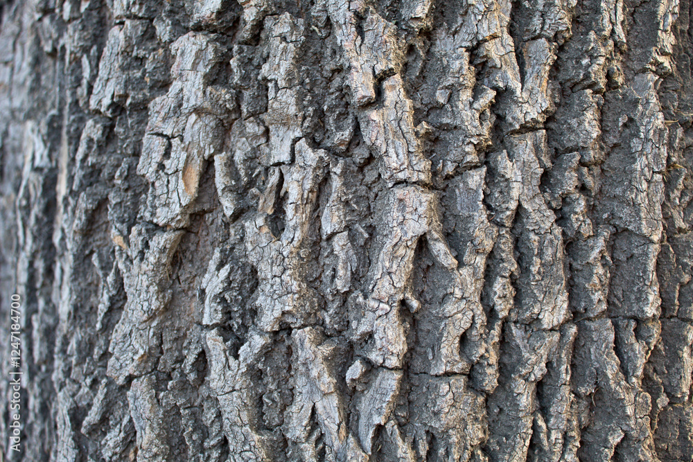 Obraz premium Tree Bark 