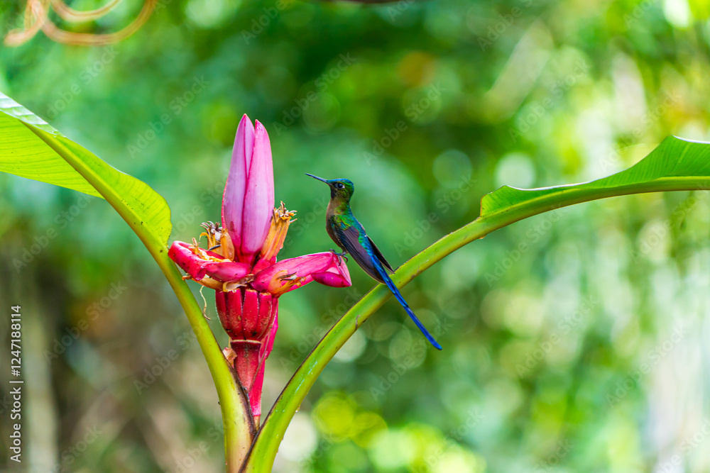 Hummingbird taking nectar from a flower Hummingbird taking nectar from a flower