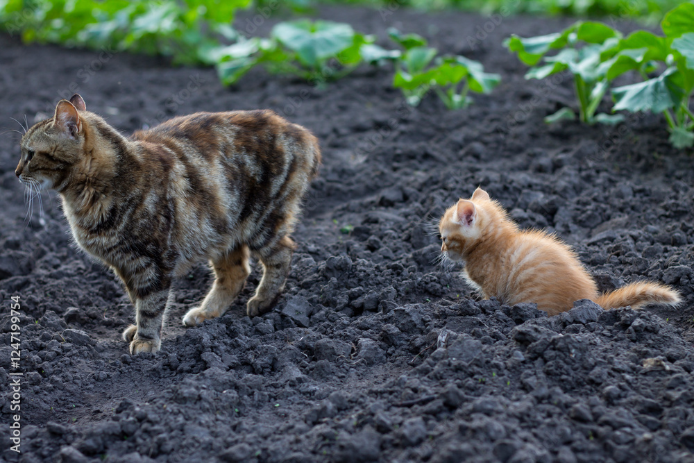 kitten and mother cat kitten and mother cat
