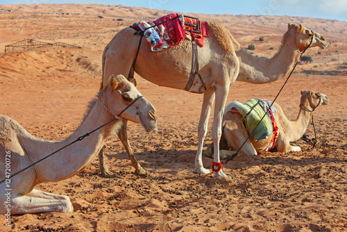 Photography Oman, dromedaries rest in the desert of Wahiba Sands