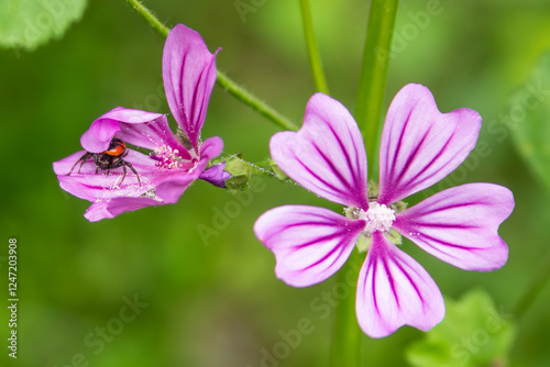 Ragno in un fiore