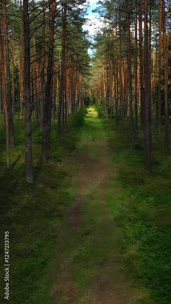 4K Vertical Aerial view of the village road between the trees. A cinematographic. flying over a forest road, summer 4K Vertical Aerial view of the village road between the trees. A cinematographic. flying over a forest road, summer