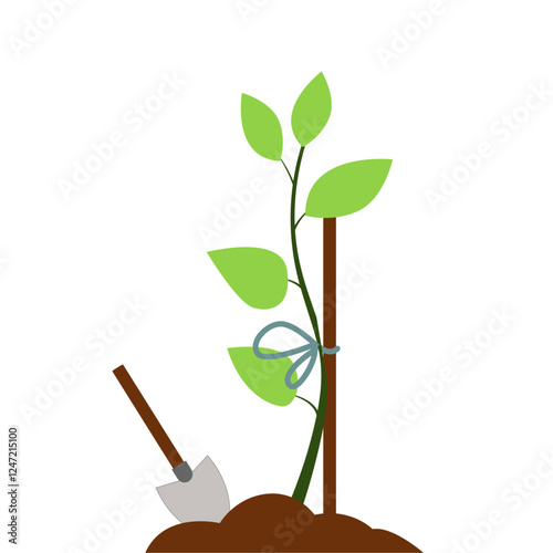 Young plant supported by a wooden stake with a tied string and a shovel in soil on a white background