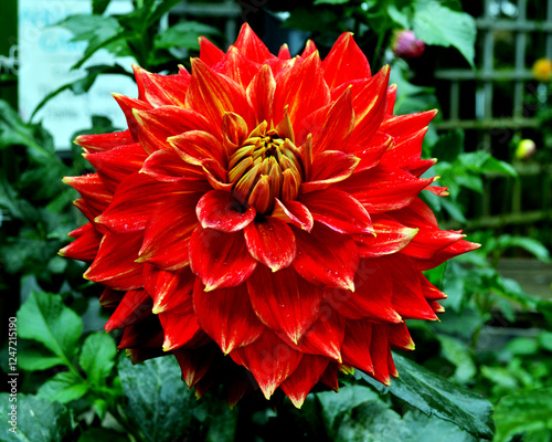 red dahlia flower in garden