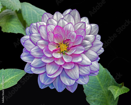 dahlia flower isolated on black, close up.