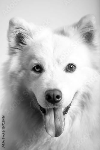 portrait of a white dog